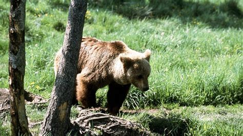  Jäger und die Bärin – Eine Reise durch die russische Seelenwelt im 9. Jahrhundert!