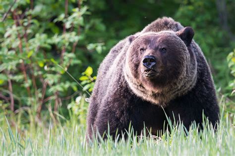  Big Bear – Ein Mythos über Mut und Zusammenhalt in der Natur?